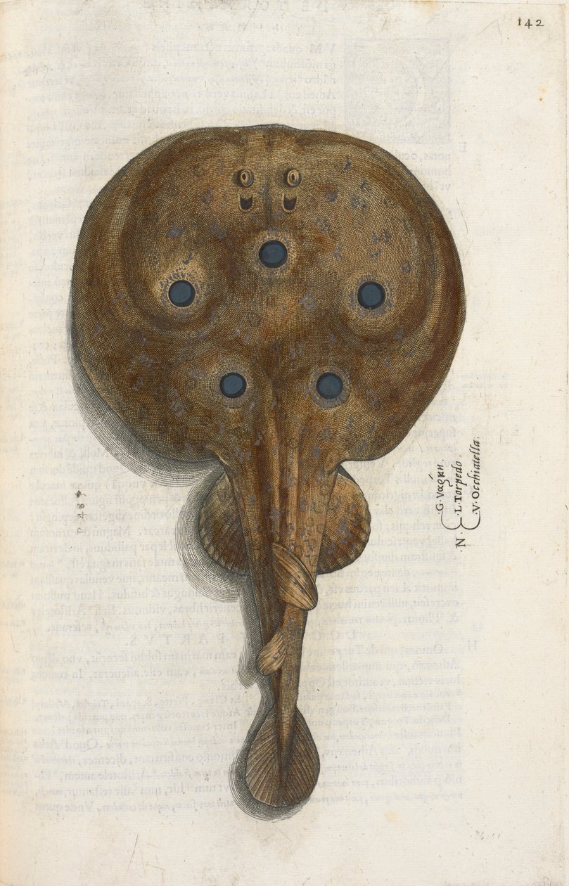 Pesce Torpedine, illustrazione da 