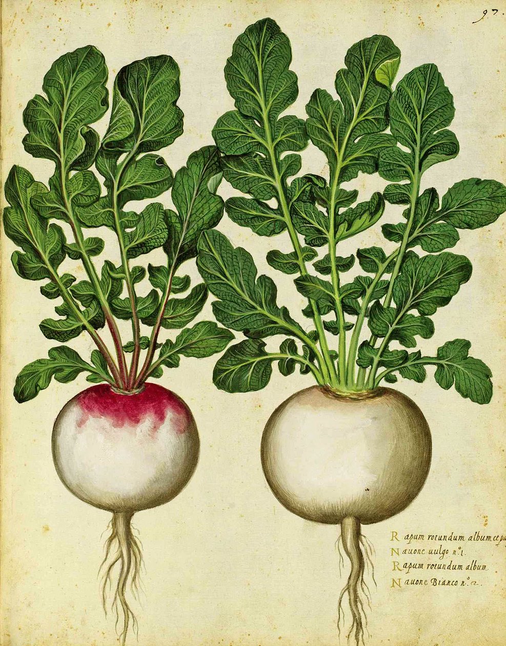 Rapa di Ulisse Aldrovandi da Italian School