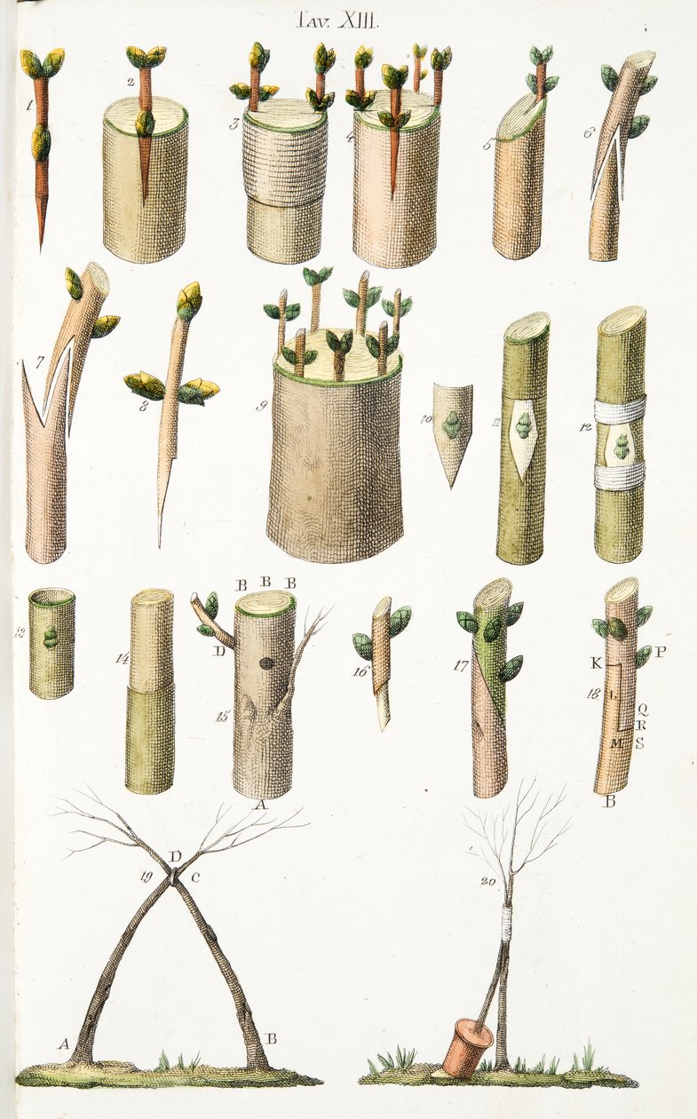 Vari esempi di innesto di alberi da frutto, Tavola XIV, da L