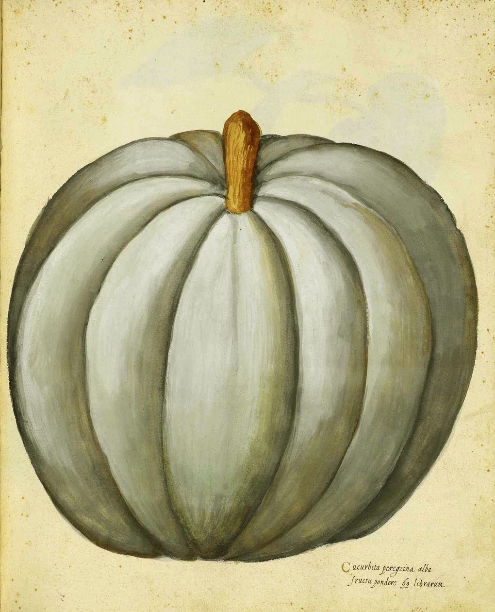 Zucca bianca di Ulisse Aldrovandi da Italian School