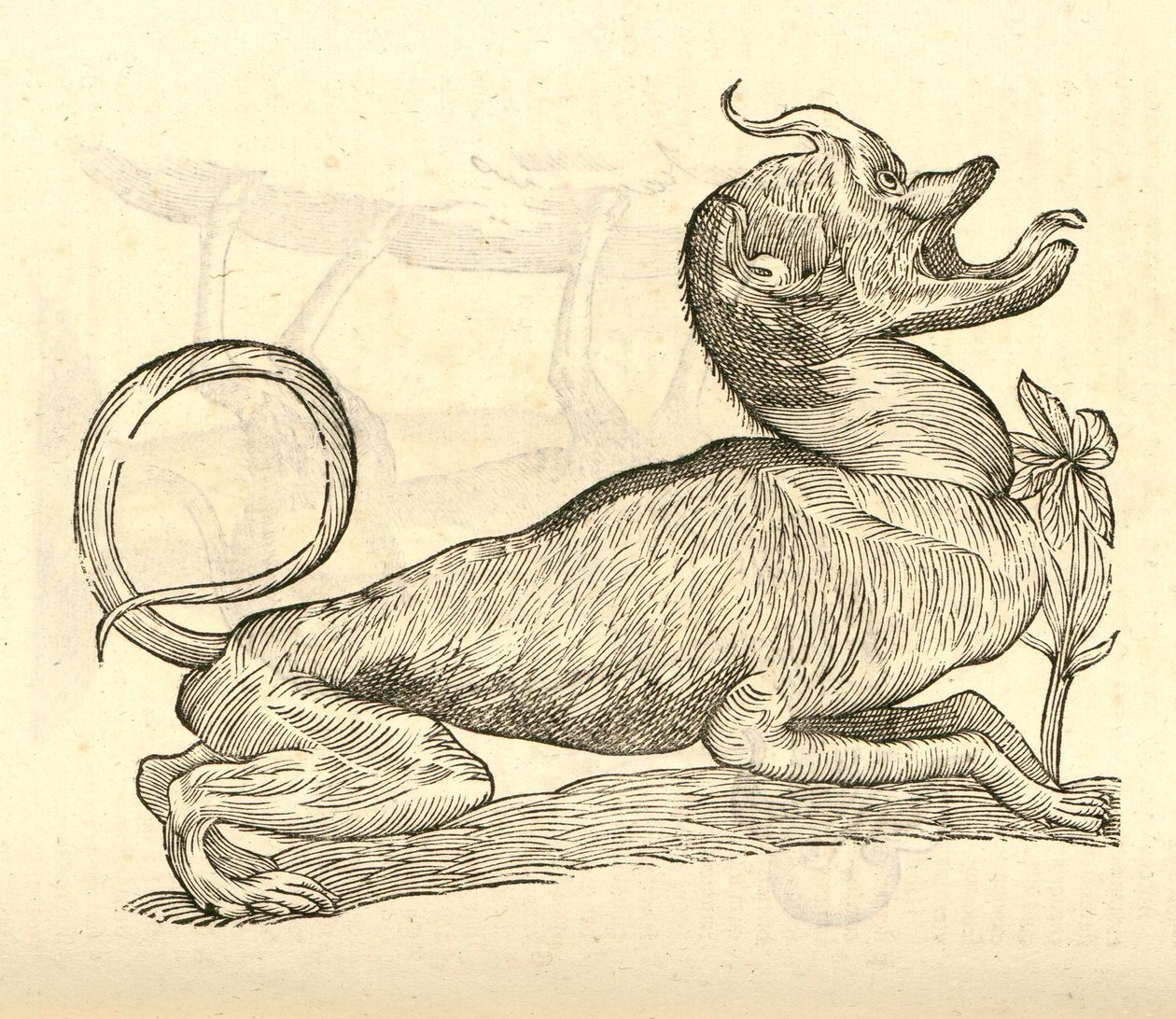 illustrazione di Canis monstroso capite dalla Storia dei Mostri di Aldrovandi, 1642 da Italian School