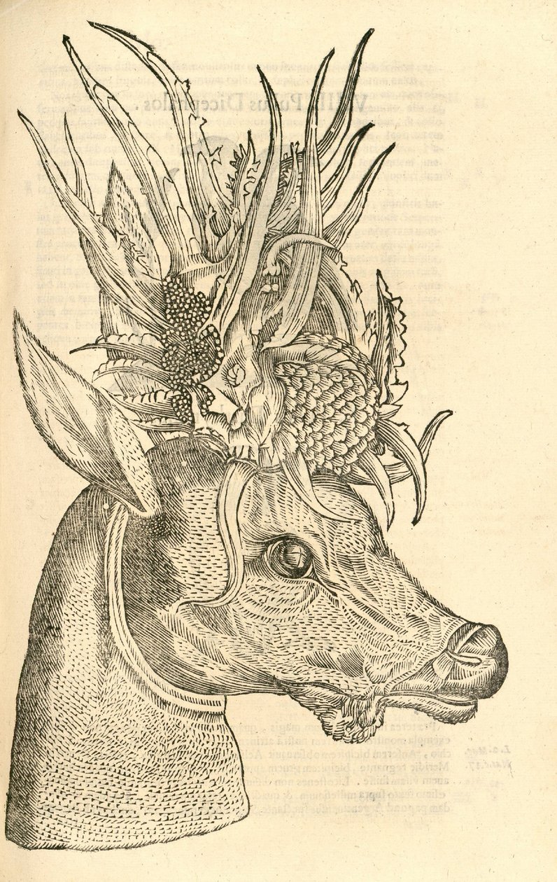 illustrazione di Capreolus Polyceros dalla Storia dei Mostri di Aldrovandi, 1642 da Italian School