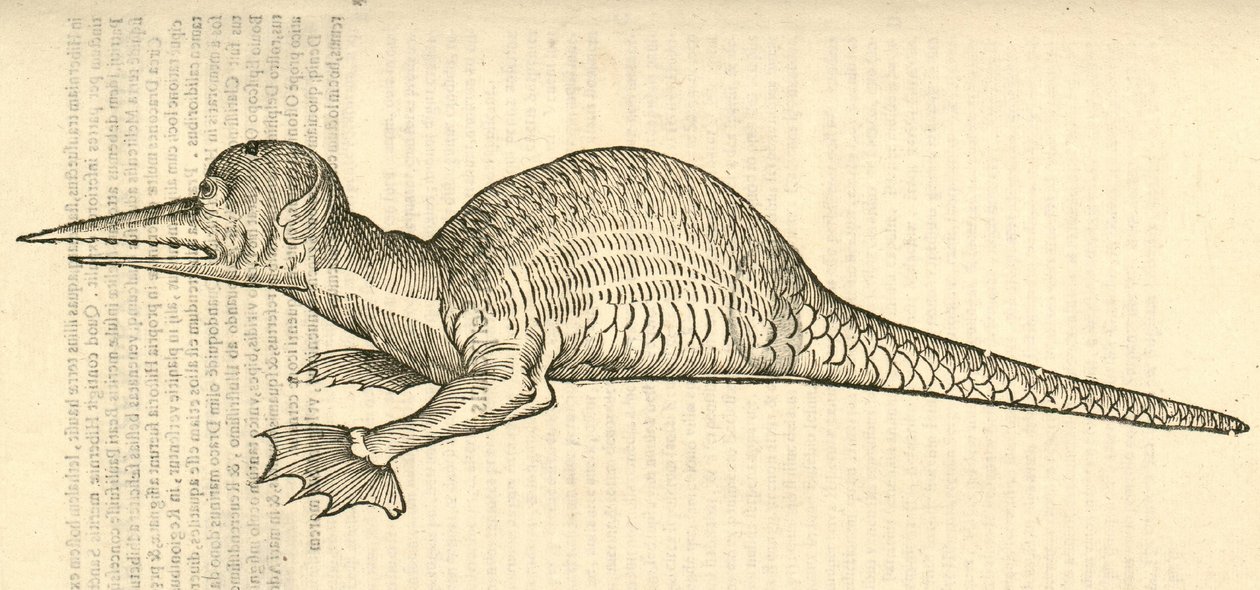 illustrazione di Draco marinus monophthalmos bipes dalla Storia dei Mostri di Aldrovandi, 1642 da Italian School