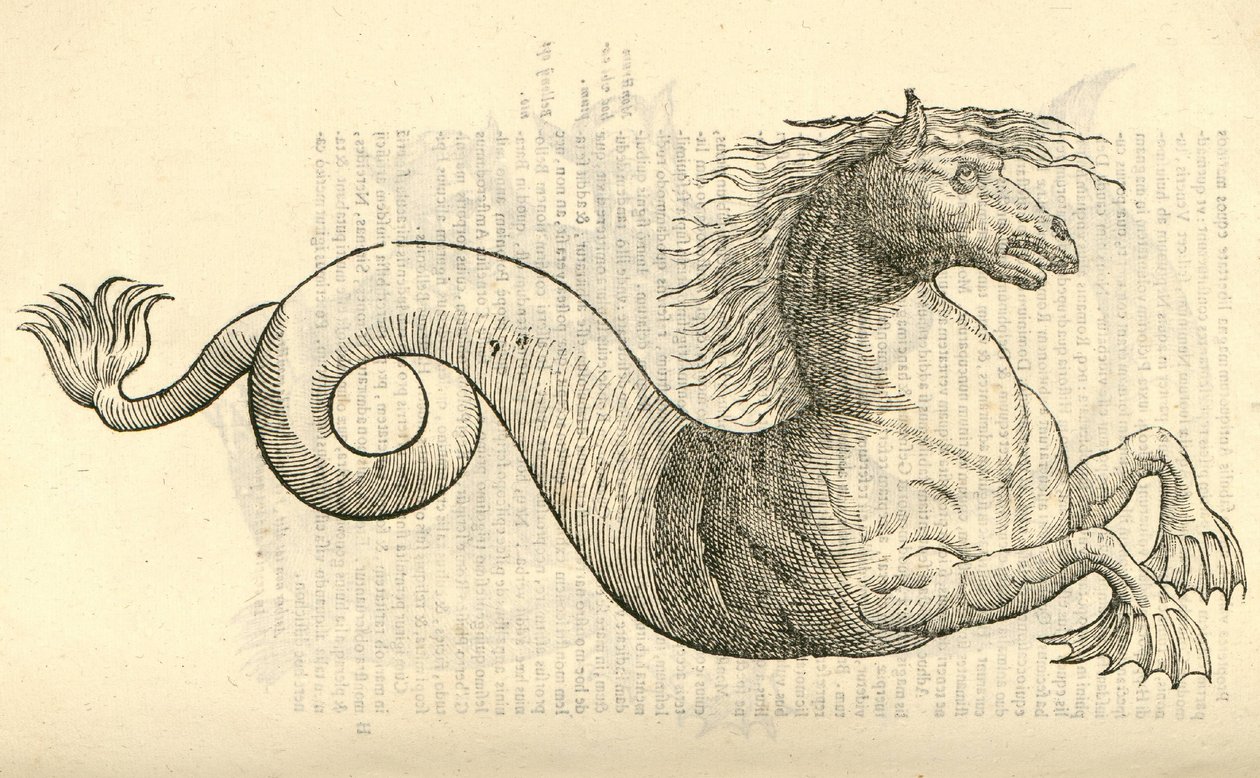 illustrazione di Equus marinus monstrosus dalla Storia dei Mostri di Aldrovandi, 1642 da Italian School