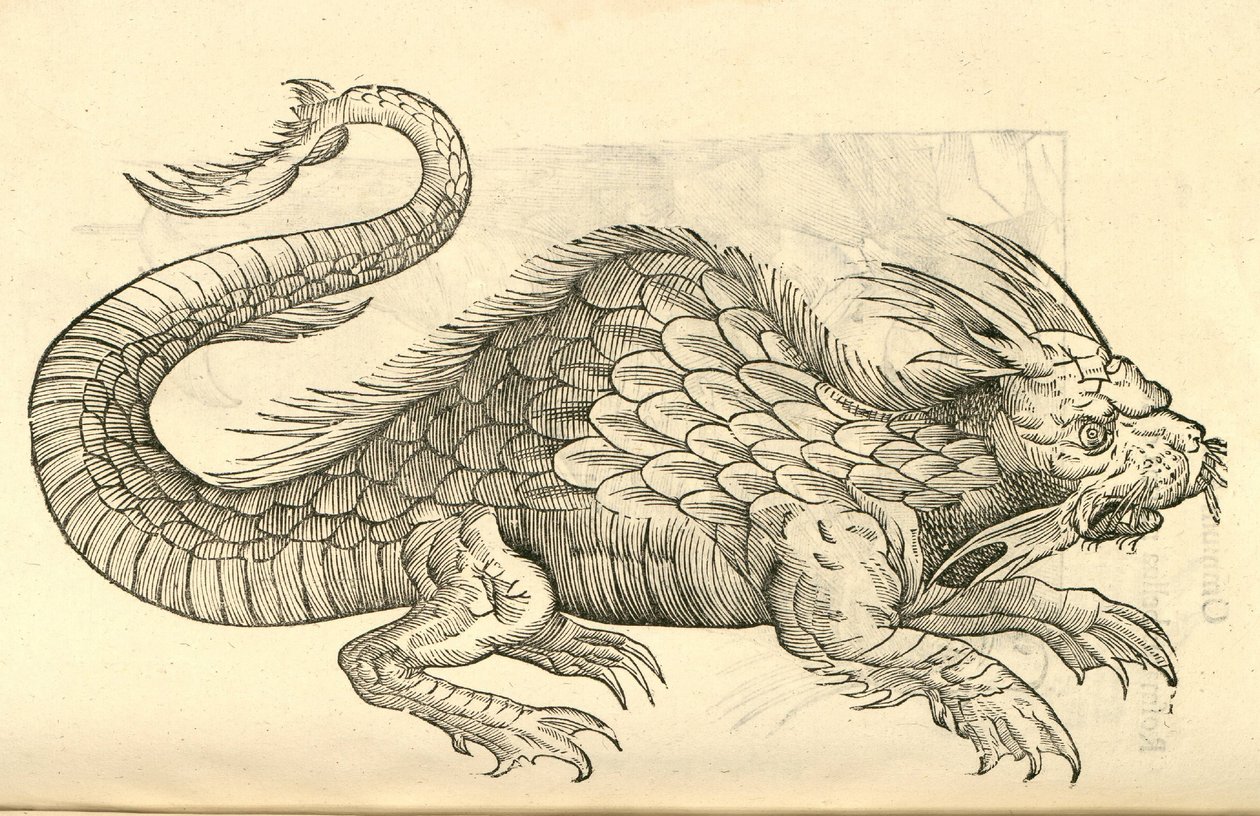 illustrazione di Orobonis Piscis effigies dalla Storia dei Mostri di Aldrovandi, 1642 da Italian School