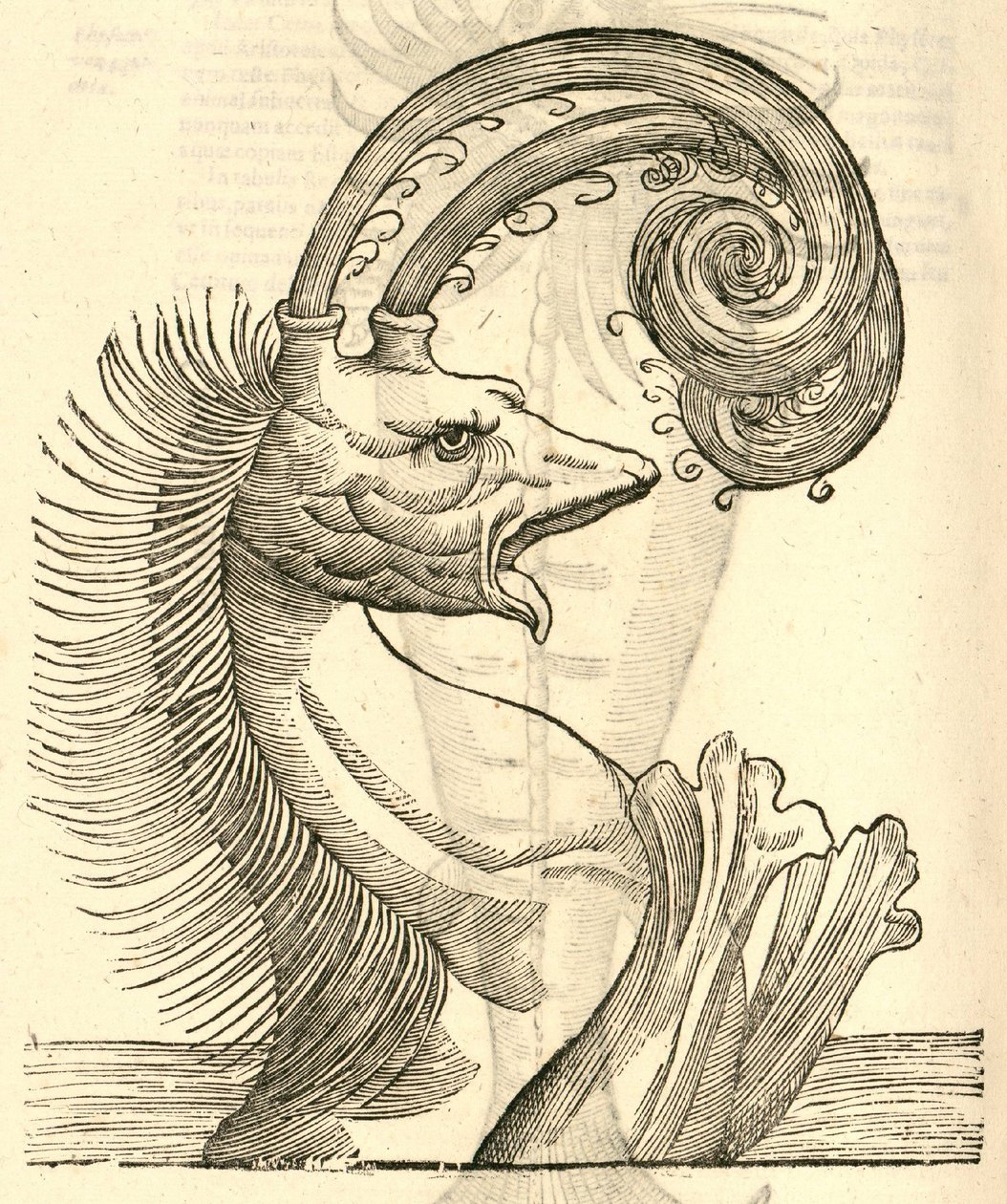 illustrazione di Pseudophyseter dalla Storia dei Mostri di Aldrovandi, 1642 da Italian School