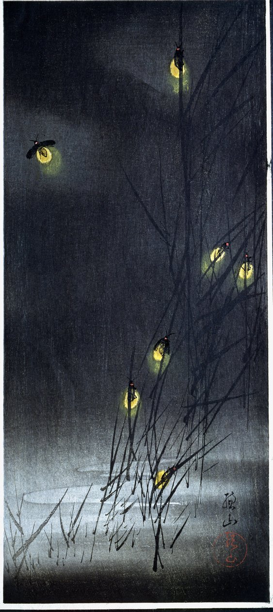 Lucciole nella notte d