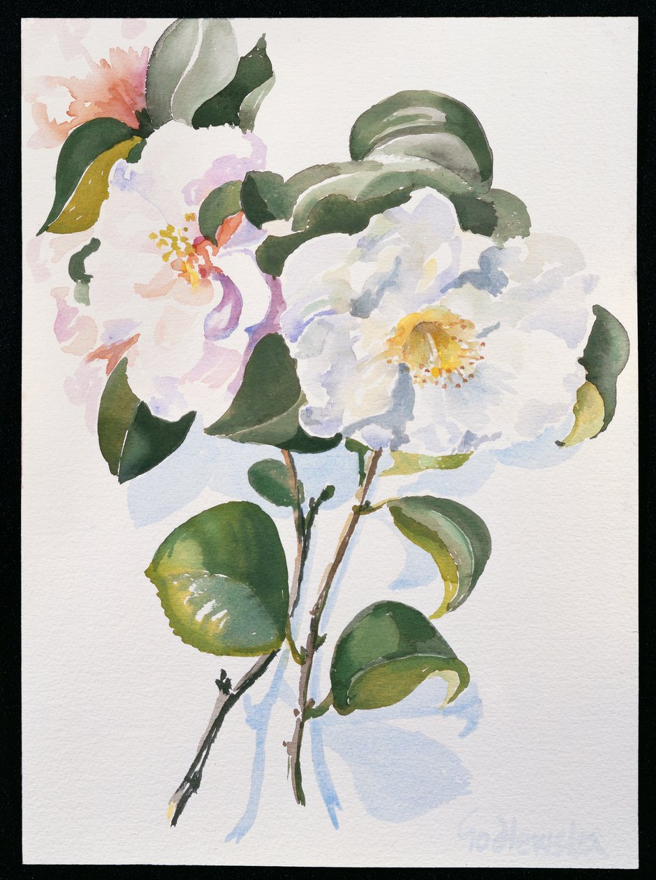 Camelia da Izabella Godlewska de Aranda