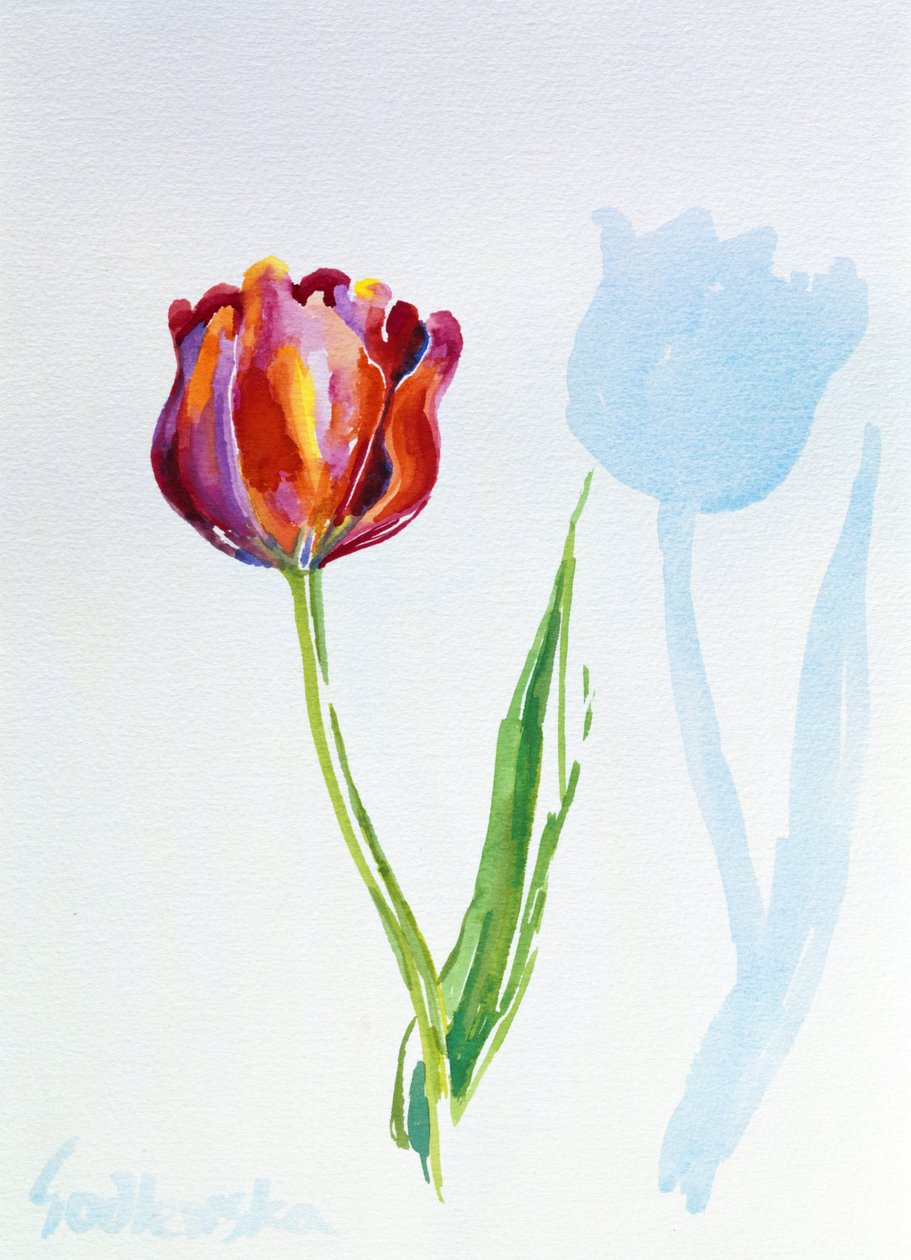 Tulipano da Izabella Godlewska de Aranda