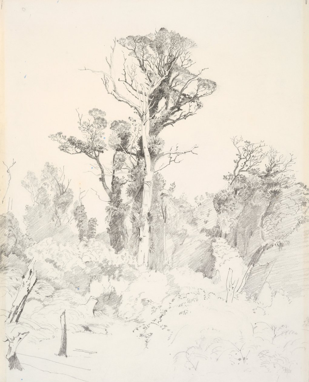 Nativi detribalizzati, Taranaki da J. C. Richmond