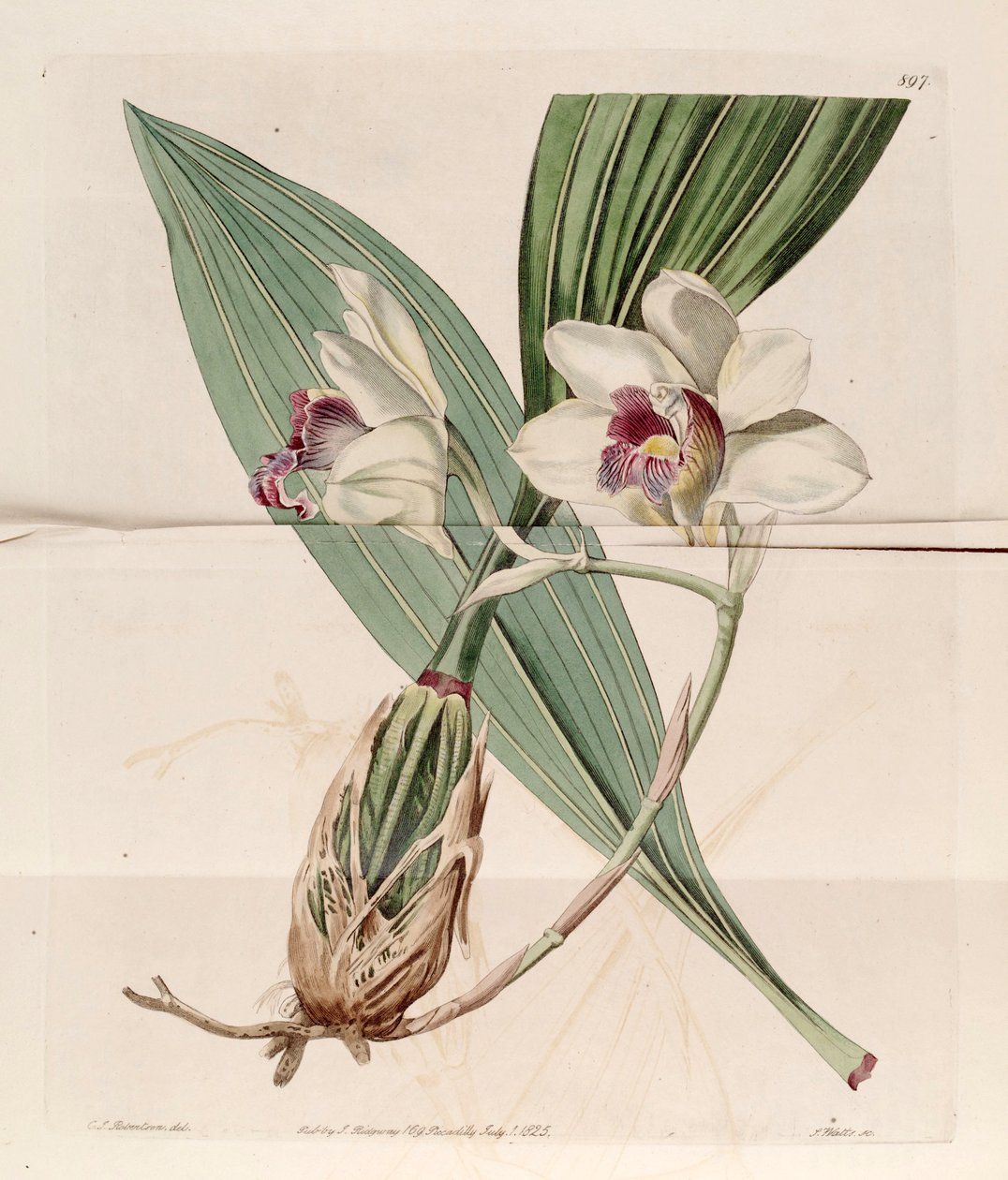 Illustrazione di Bifrenaria harrisoniae (come sin. Maxillaria harrisoniae) da J. C. Robertson
