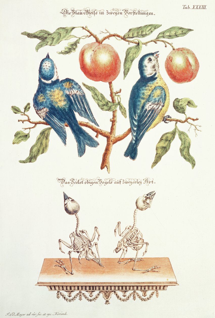 Cinciallegre da `Angenehmer und Nutzlicher da J. D. Meyer