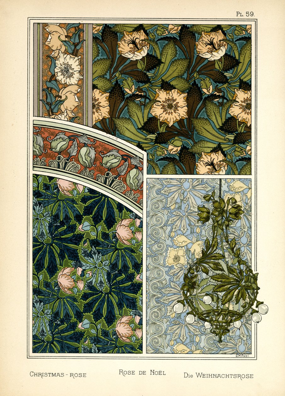 La rosa di Natale da J. Milesi