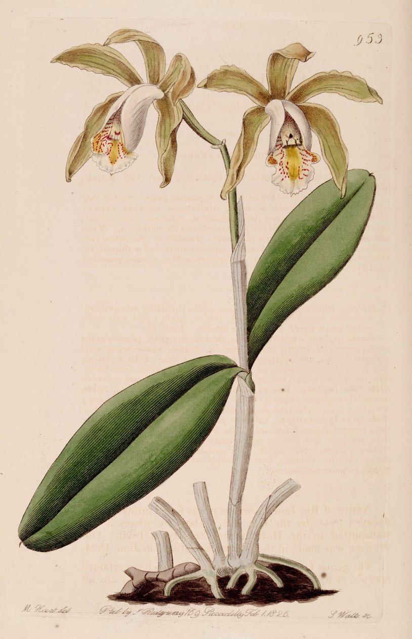 Illustrazione di Cattleya forbesii da Jams  Watts