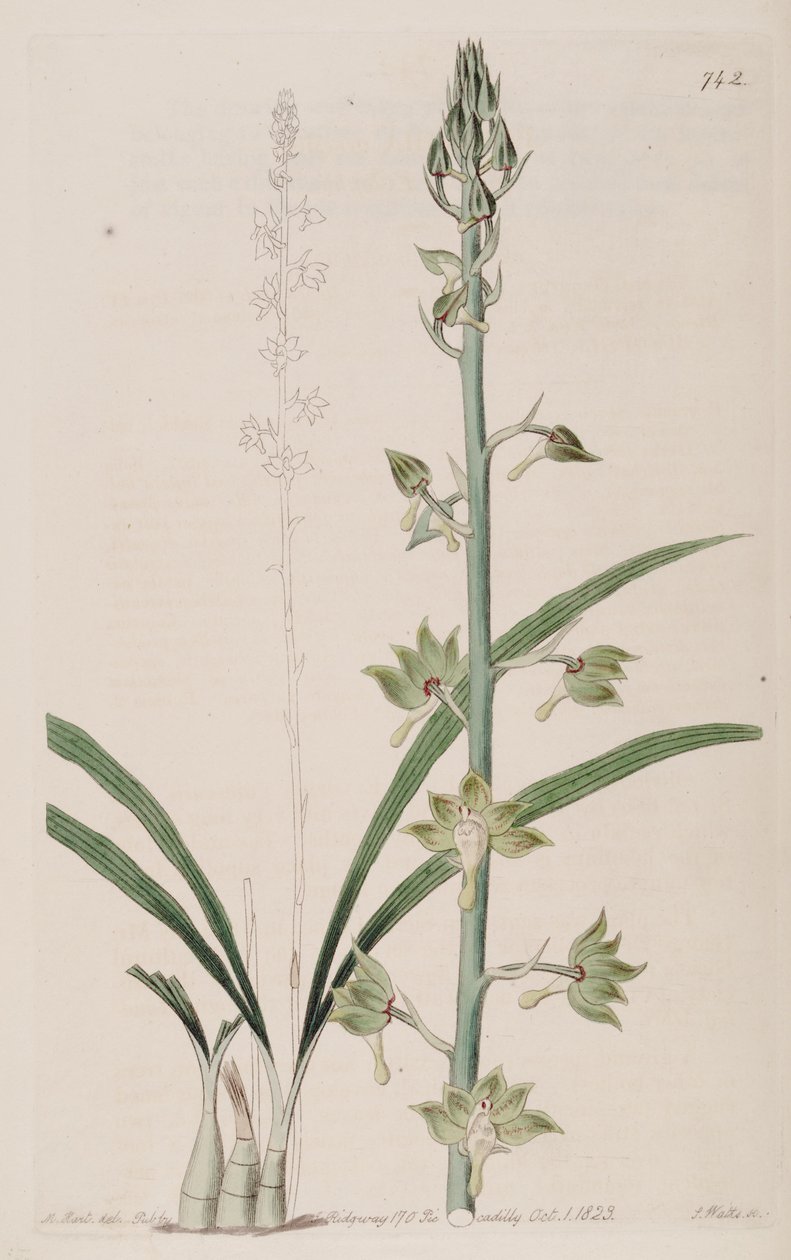 Illustrazione di Eulophia gracilis da Jams  Watts