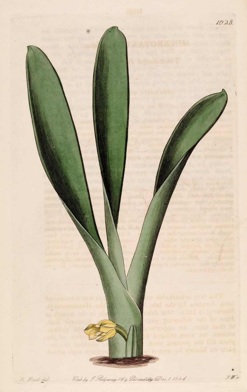 Illustrazione di Heterotaxis sessilis (come sin. Heterotaxis crassifolia) da Jams  Watts