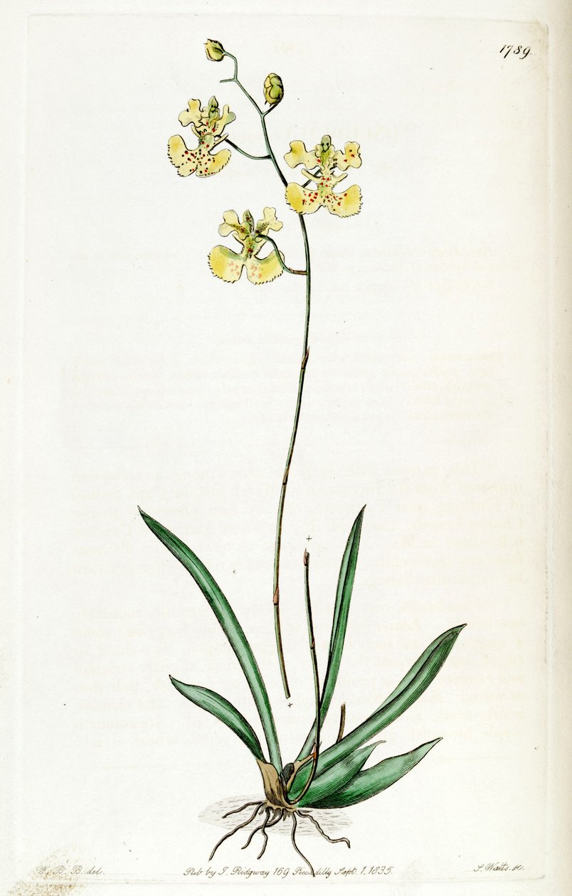 Tolumnia guianensis (come sin. Oncidium lemonianum) da Jams  Watts