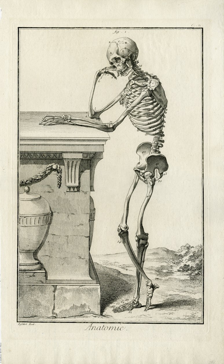 Anatomia - studio anatomico di uno scheletro da J.A. Defehrt