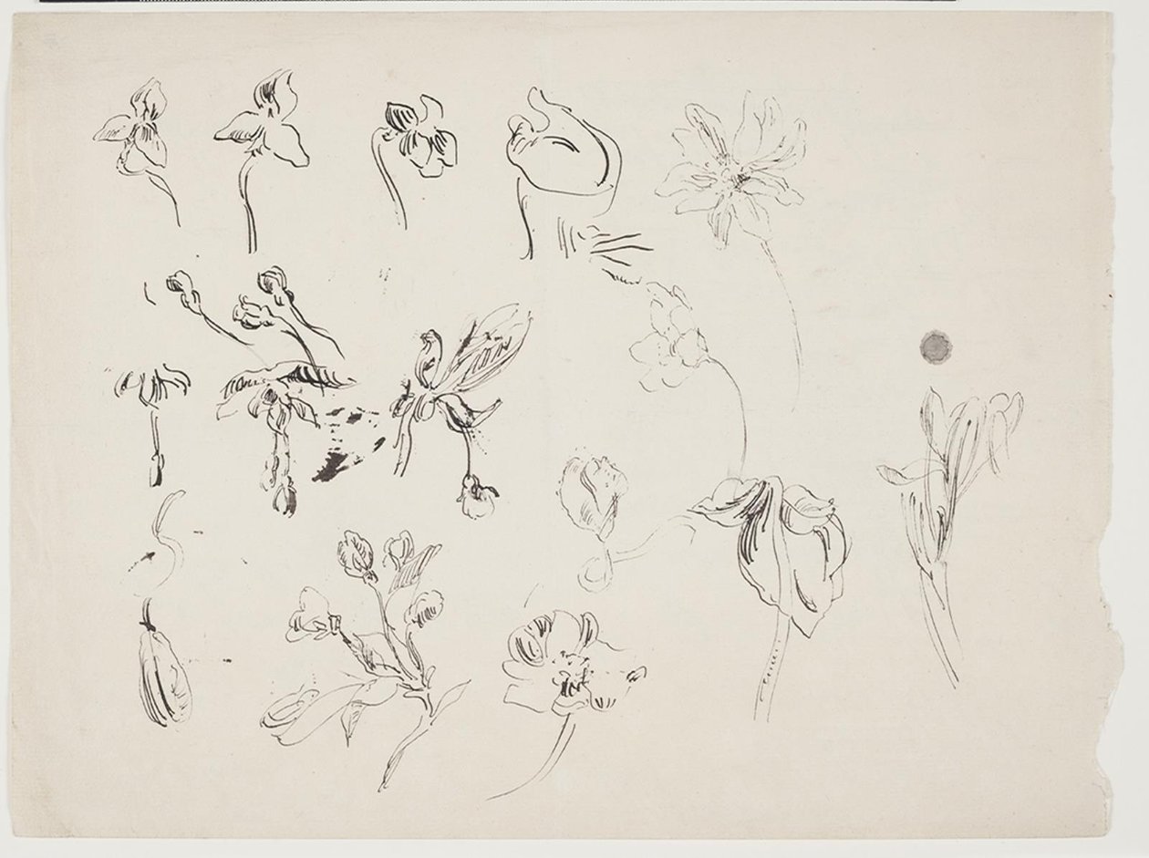 Schizzi di fiori da J.A. Jerichau