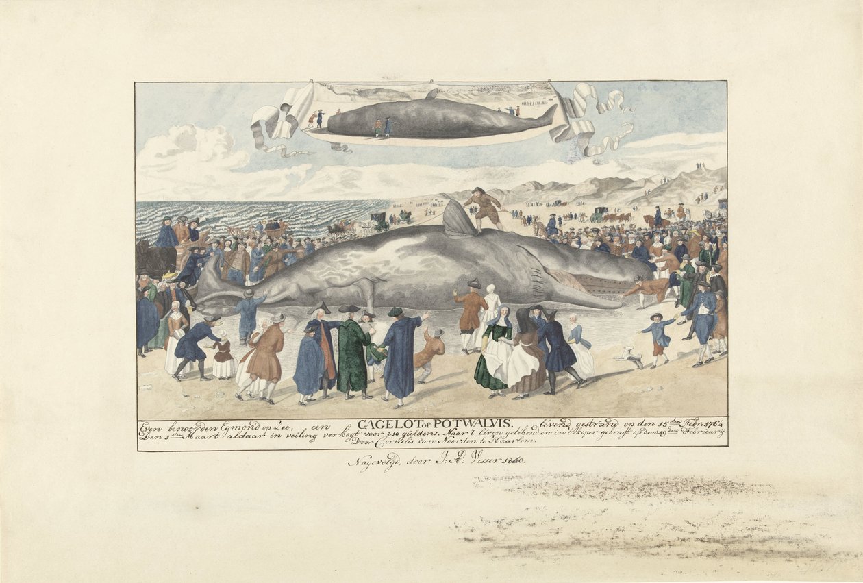 Capodoglio arenato a Egmond aan Zee, 1764 da J.A. Visser