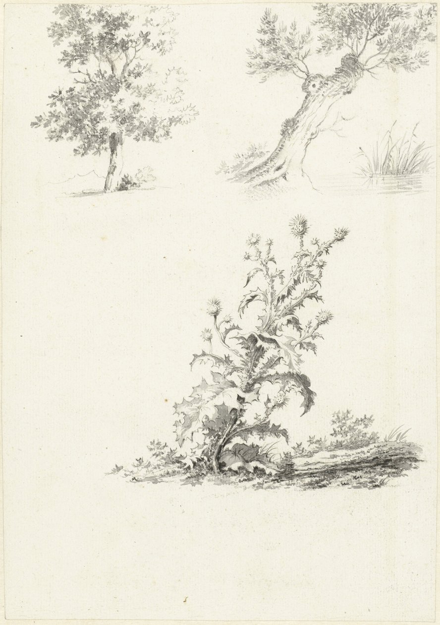 Due studi di un albero e un cardo da J.B. Joss (attributed to)