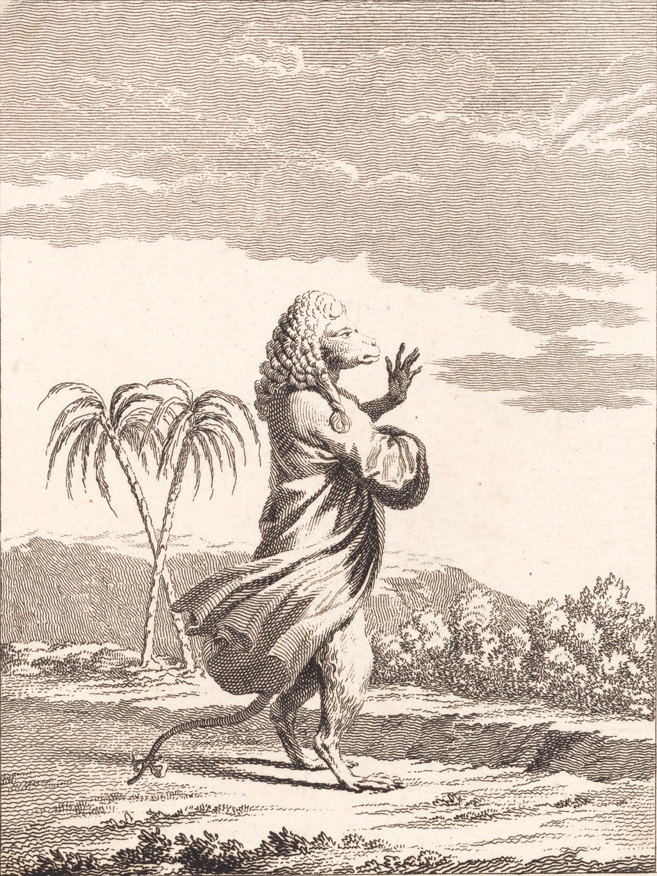 Una scimmia martinicana da J.F. Clemens