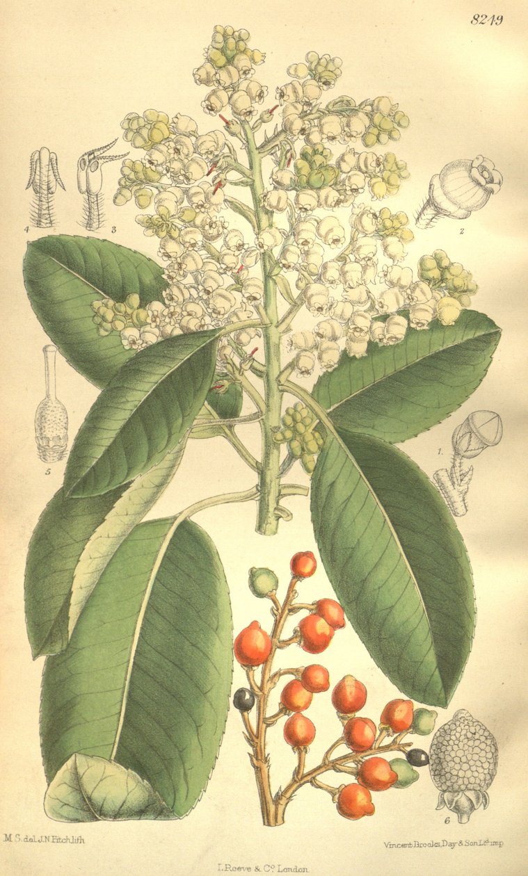 Arbutus menziesii da J.N. Fitch