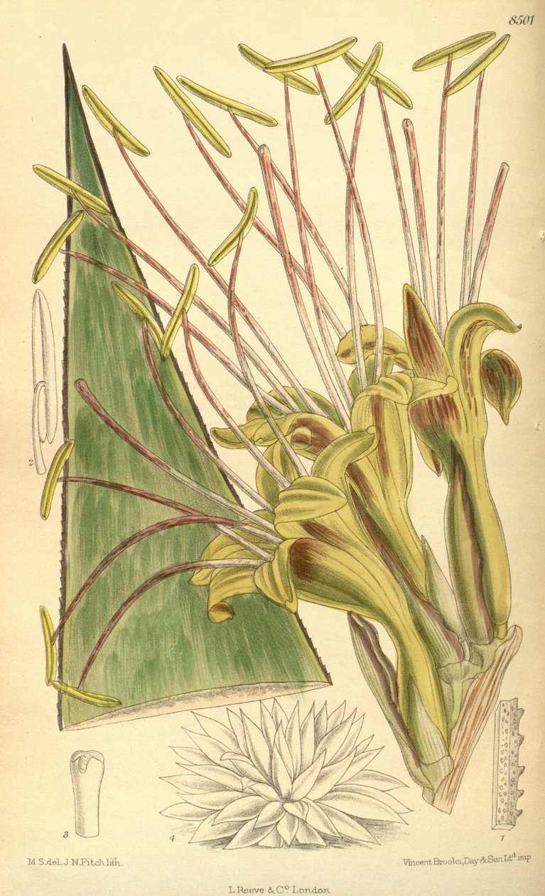 Agave warelliana, Asparagaceae, Agavoideae da J.N. Fitch
