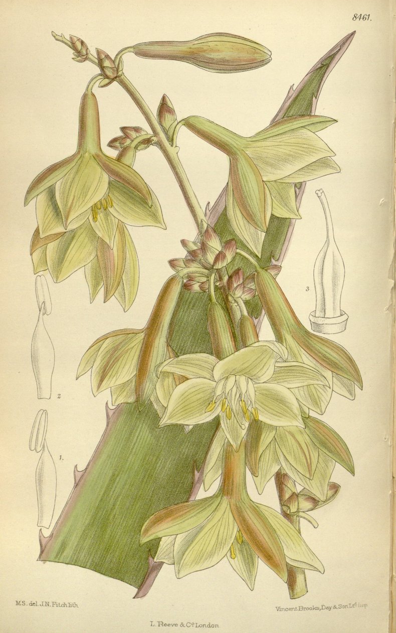 Furcraea elegans (= Furcraea stricta), Asparagaceae, Agavoideae da J.N. Fitch