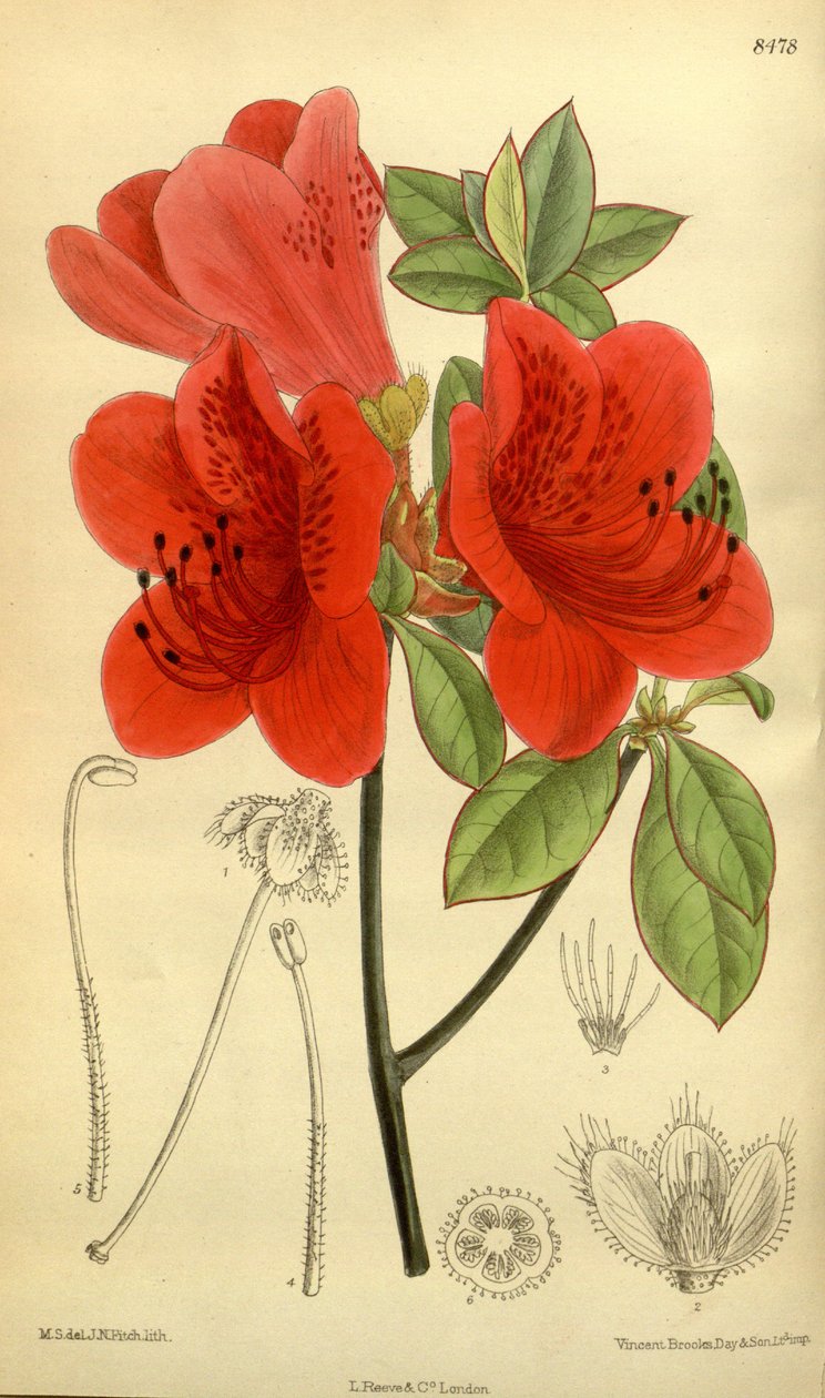 Rhododendron sublanceolatum, Ericaceae da J.N. Fitch