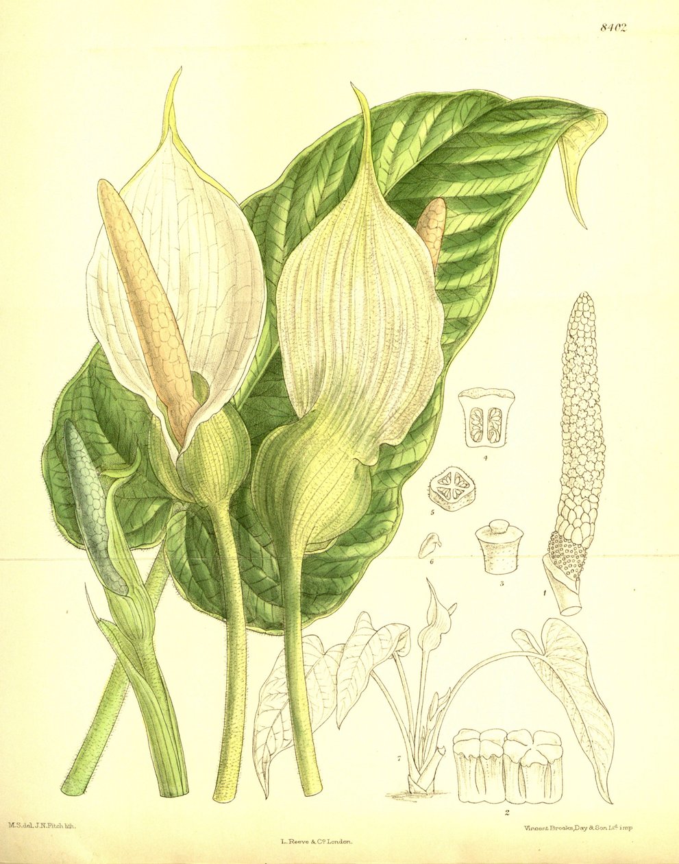 Caladium pubescens, Araceae da J.N. Fitch