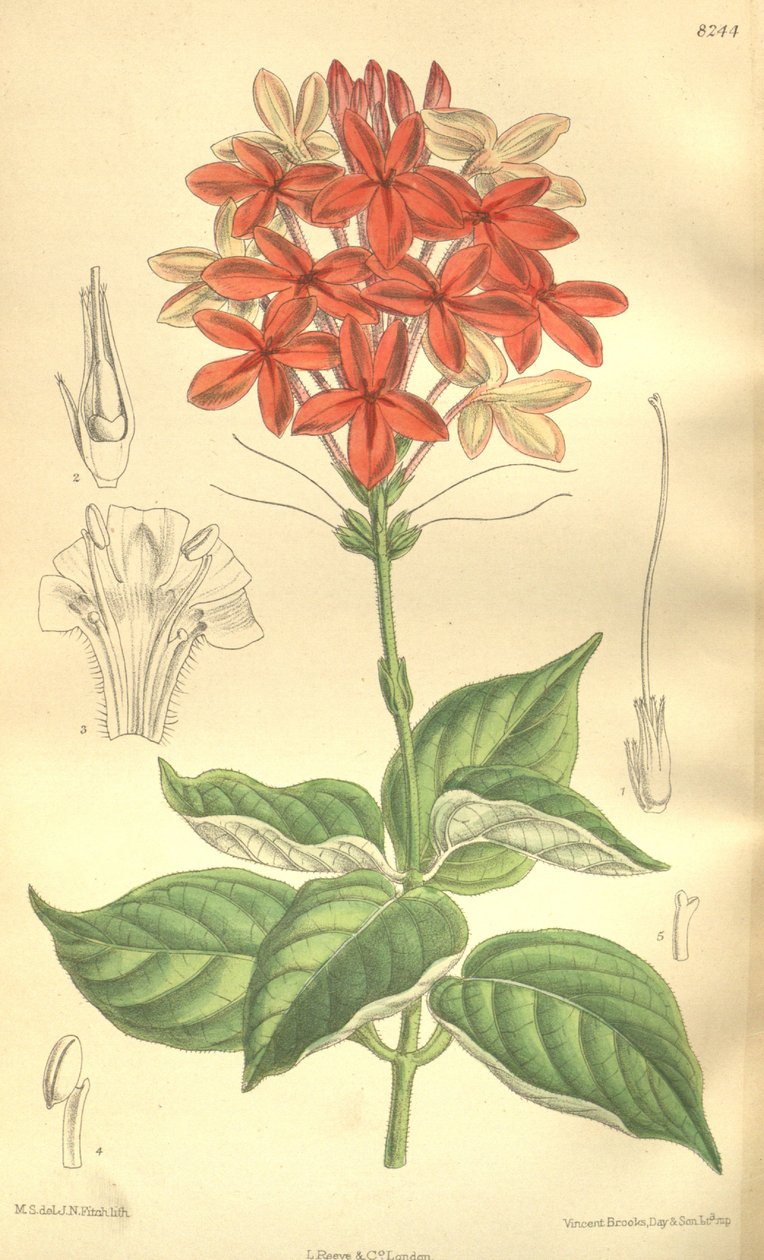 Pseuderanthemum seticalyx (= Ruspolia seticalyx), Acanthaceae da J.N. Fitch