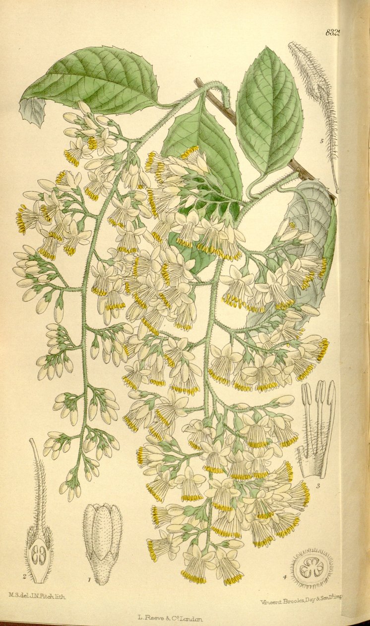 Pterostyrax hispidus, Styracaceae da J.N. Fitch