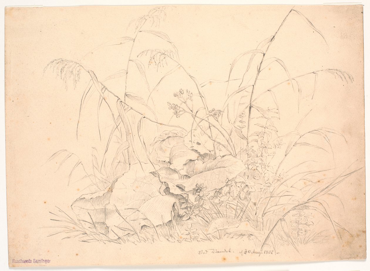 Studio di piante. Giunchi e romici da J.P. Møller
