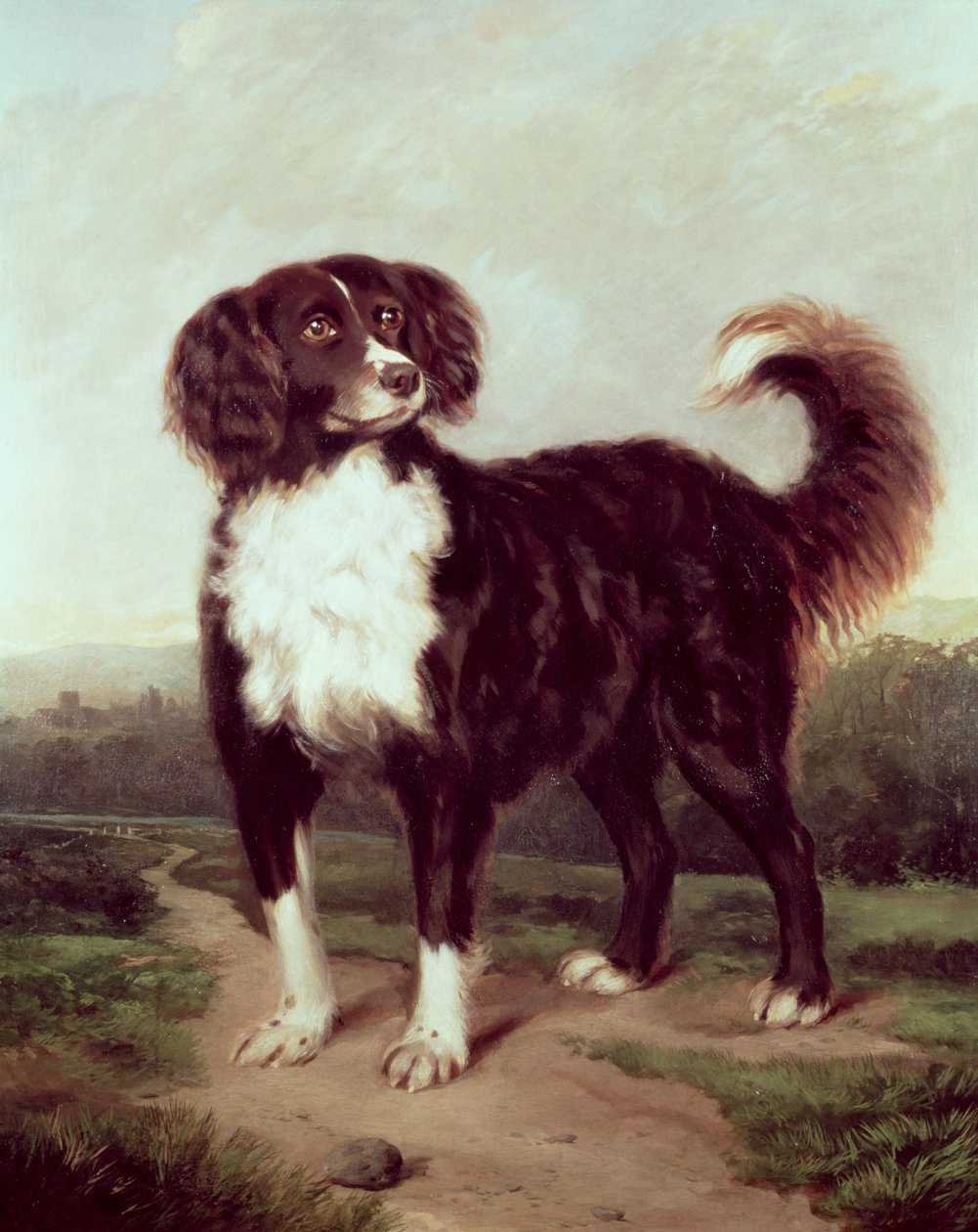 Spaniel da J.W. Morris