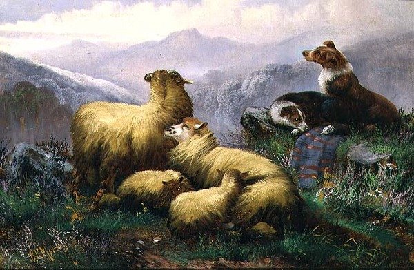 Cani da pastore e pecore nelle Highlands scozzesi da J.W. Morris