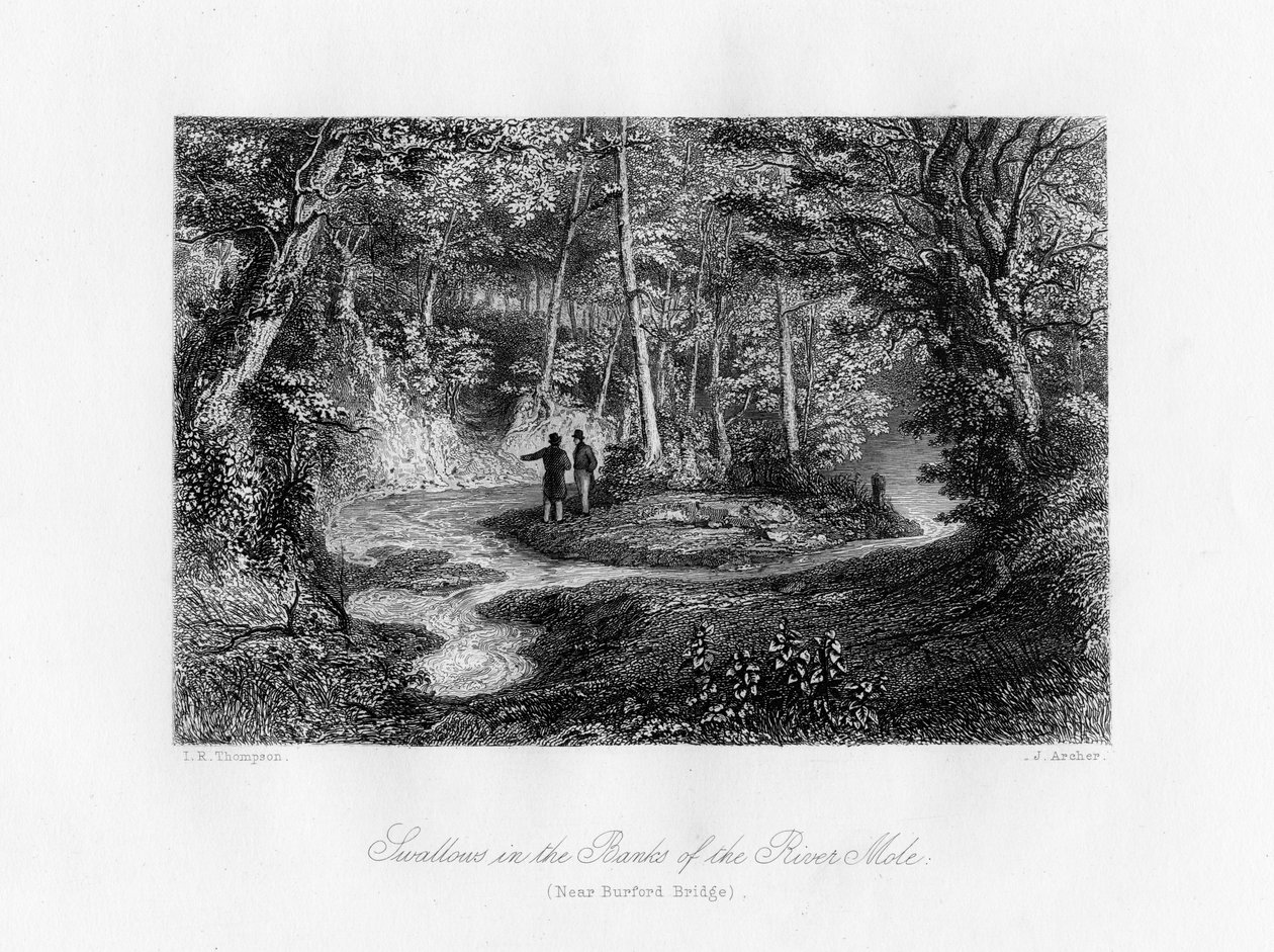 Rondini sulle rive del fiume Mole, Surrey, XIX secolo da J. Archer