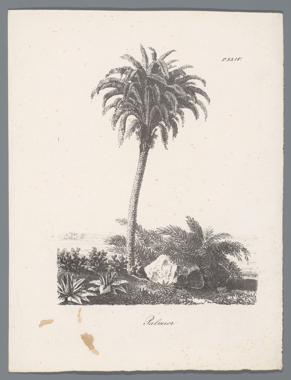 Palma da J. Bernard