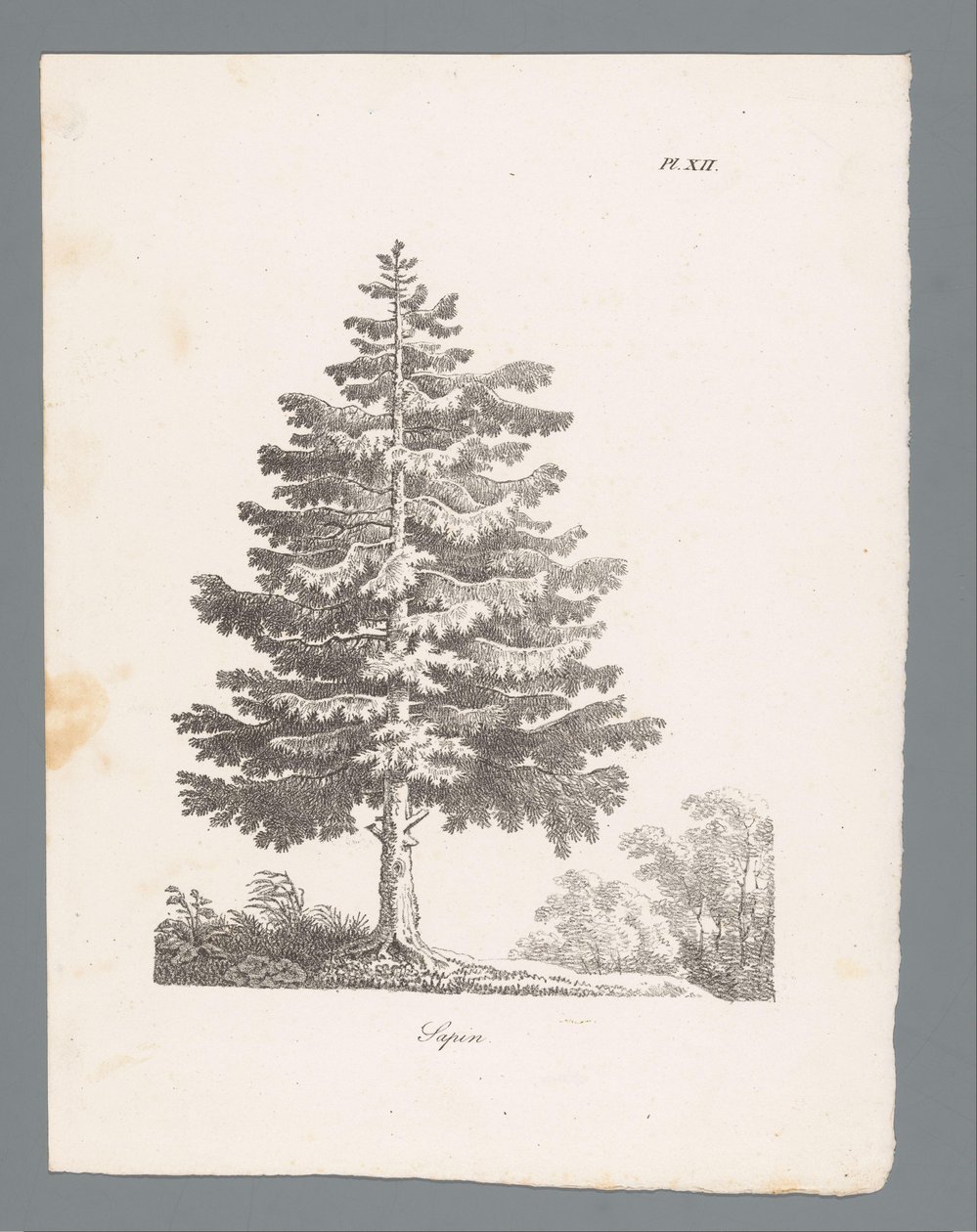 Abete da J. Bernard