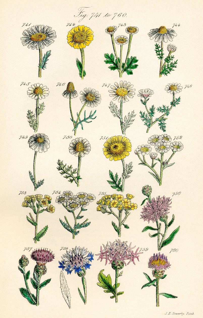 Pagina di illustrazioni a colori da Fiori Selvatici Britannici dopo un