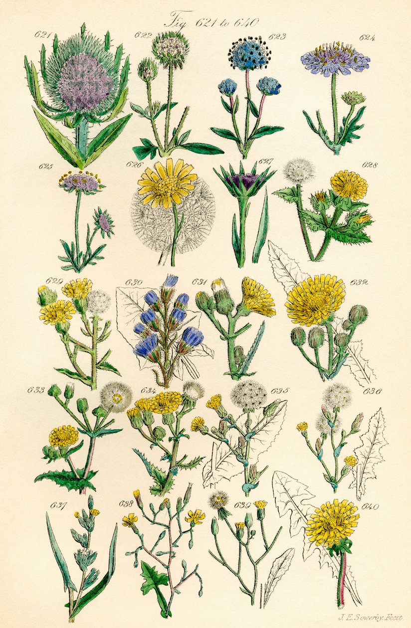 Pagina di illustrazioni a colori da British Wild Flowers dopo un