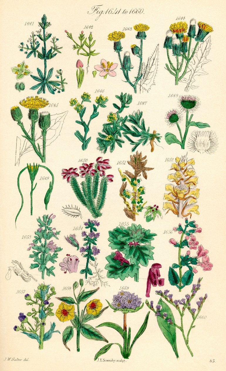 Pagina di illustrazioni a colori da British Wild Flowers dopo un