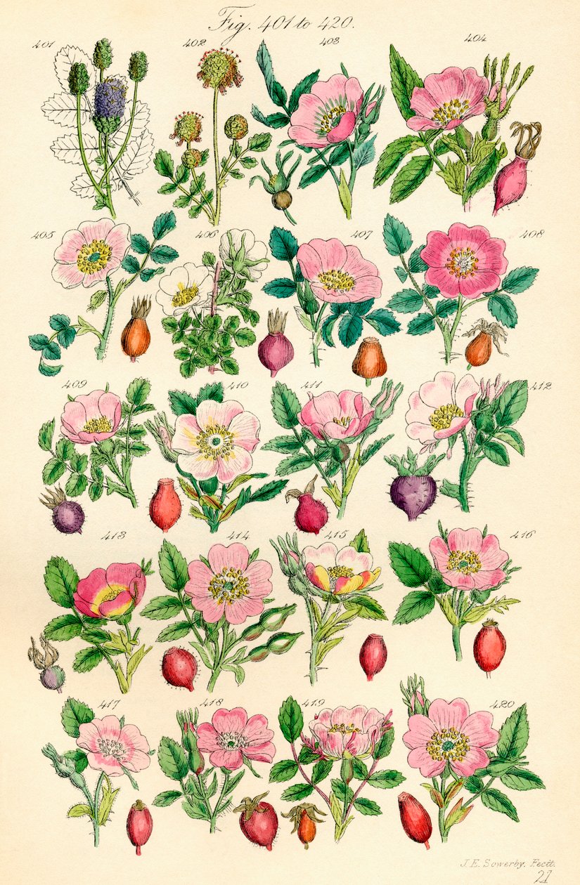 Pagina di illustrazioni a colori da British Wild Flowers da J. E. and Johnson C. P.  Sowerby