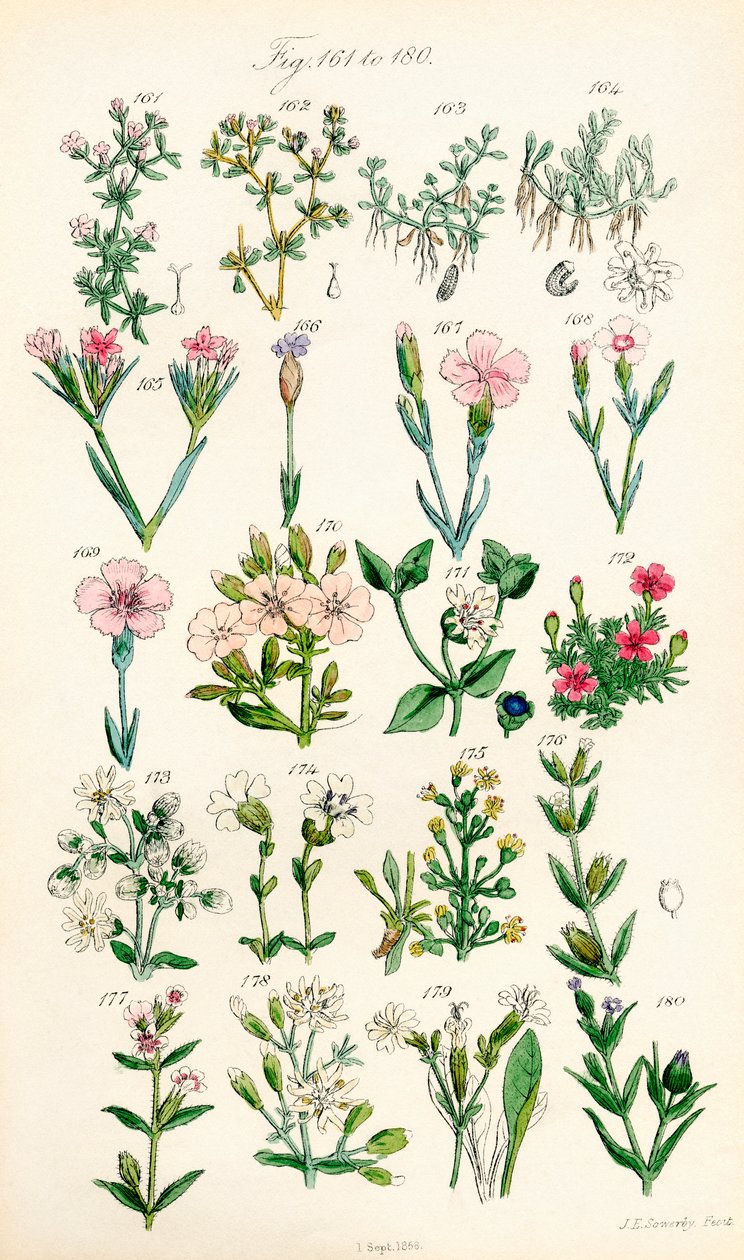 Pagina di illustrazioni a colori da British Wild Flowers da J. E. and Johnson C. P.  Sowerby
