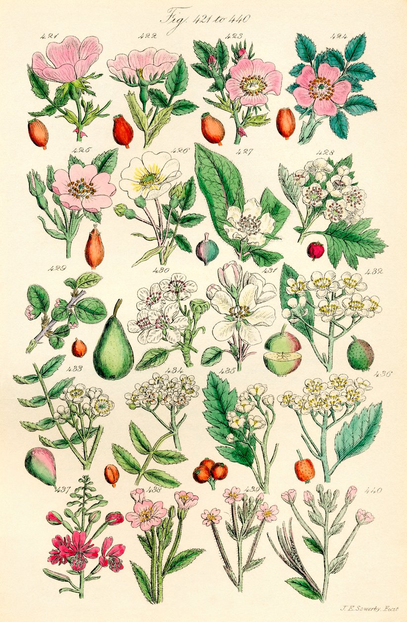 Pagina di illustrazioni a colori da British Wild Flowers da J. E. and Johnson C. P.  Sowerby