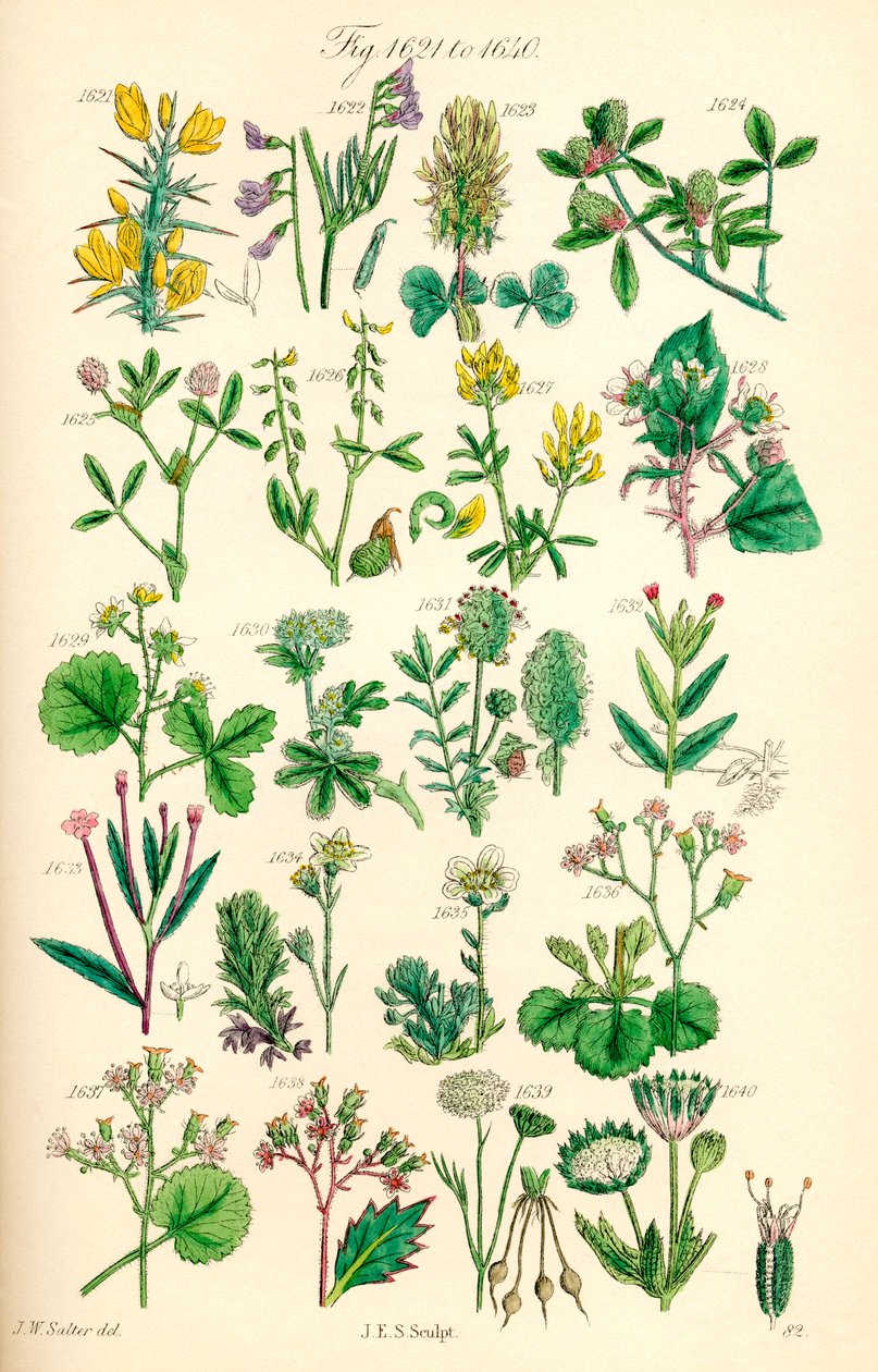 Pagina di illustrazioni a colori da British Wild Flowers dopo un