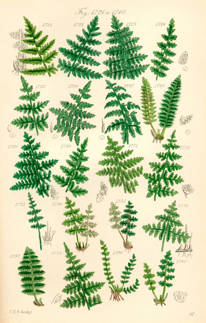 Pagina di illustrazioni a colori da British Wild Flowers dopo un