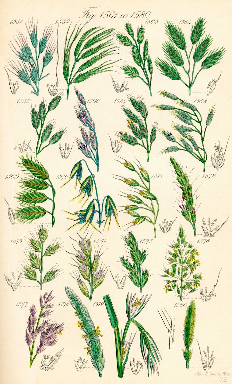 Pagina di illustrazioni a colori da British Wild Flowers dopo un