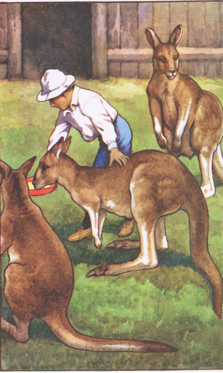 Ragazzo australiano, dai poster scolastici MacMillan, c.1950-60 da J. Macfarlane