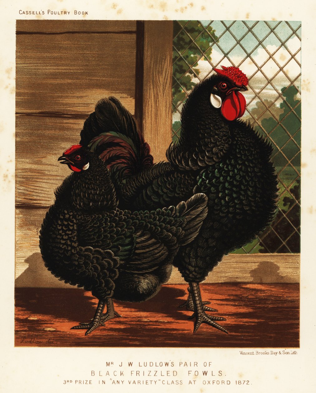 Gallina e gallo neri arricciati da J. W. (after) Ludlow